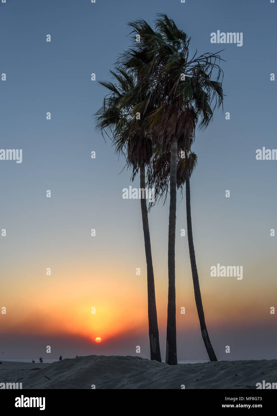 Palm trees at Venice Beach at sunset Stock Photo Alamy