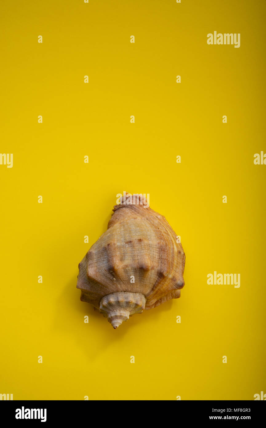 Brown sea shell on a yellow background. Stock Photo