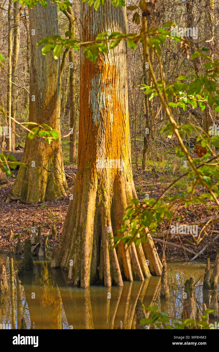 Colorful Cypress Trunk in a Wetland in Congaree National Park in South Carolina Stock Photo