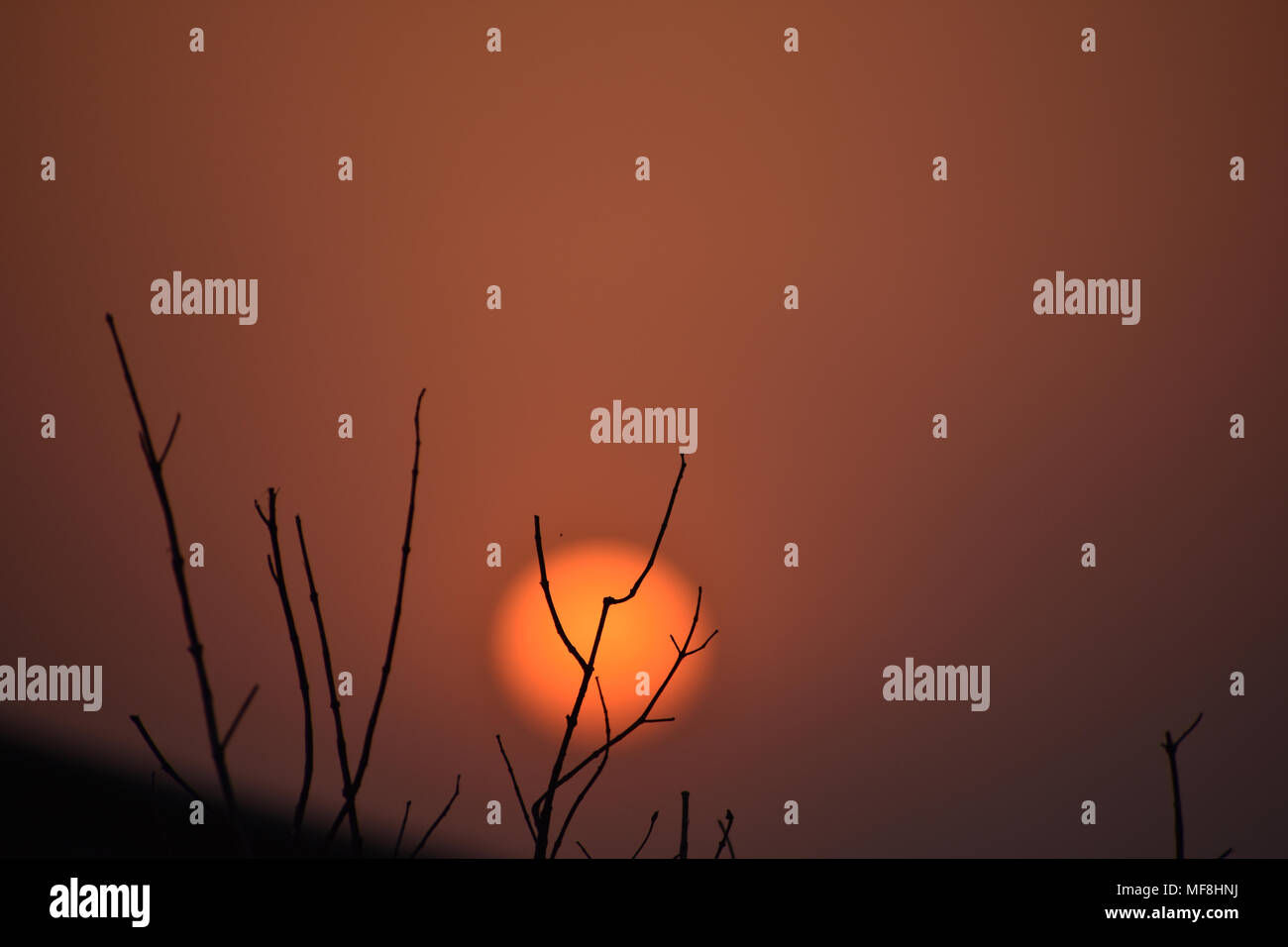 the sun behind the dry branches Stock Photo