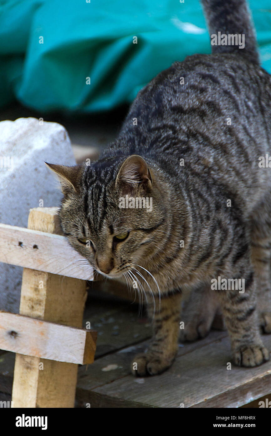 Innocent cat hi-res stock photography and images - Alamy Innocent cat hi-res stock photography and images - Alamy