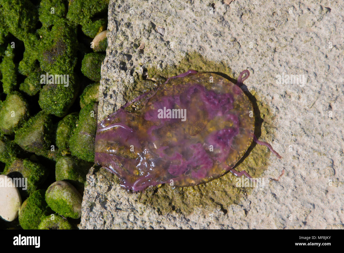 The sea jelly remained stranded after the sea's withdrawal Stock Photo