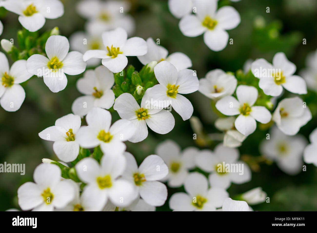 Texture Spring White Botanic textures hi-res stock photography and images - Alamy