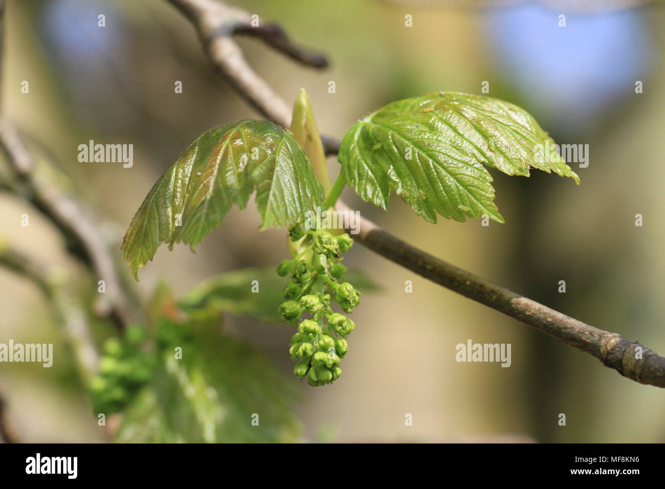 Horse Chestnut leaf buds Stock Photo Alamy