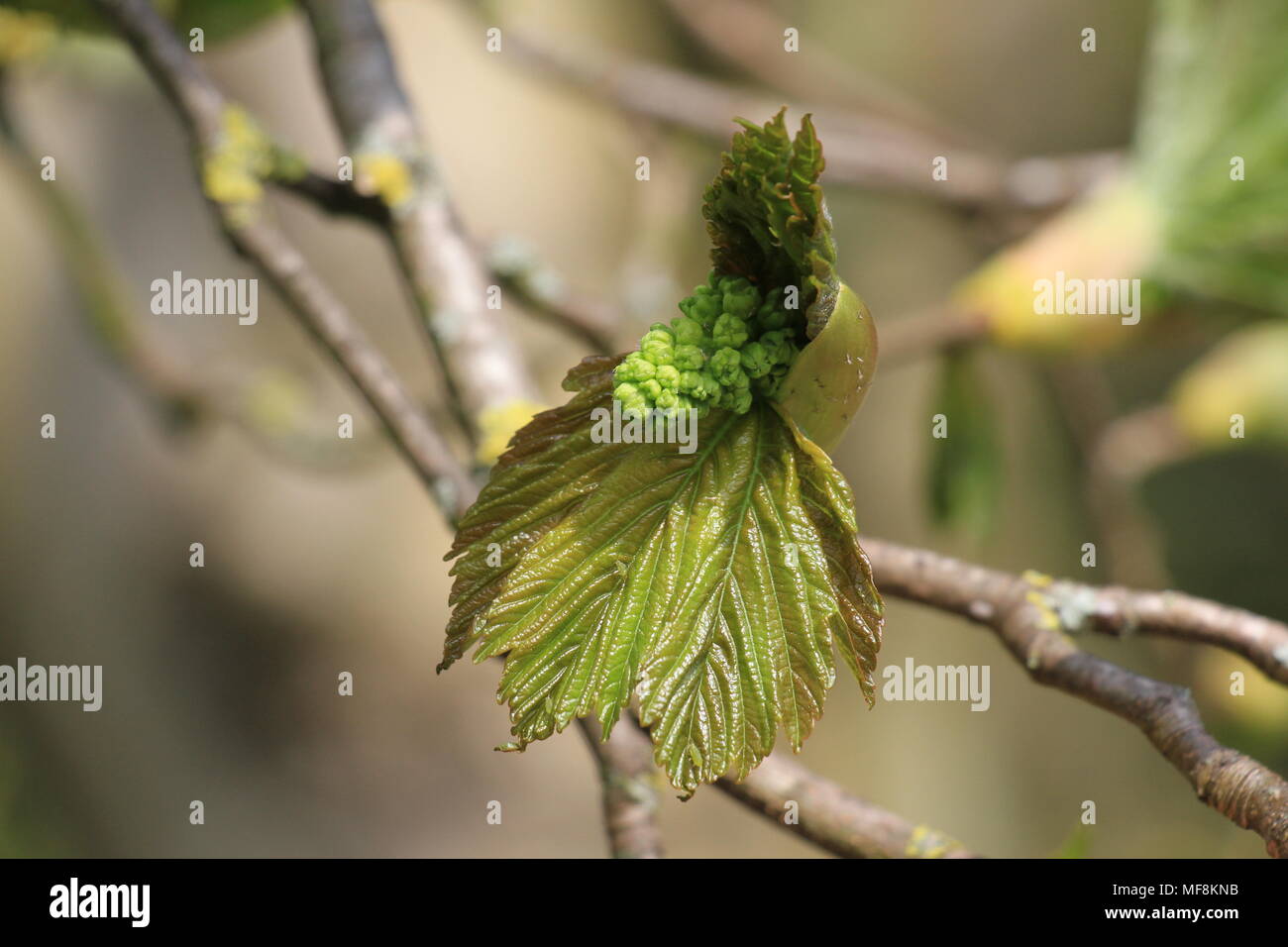 Horse Chestnut leaf buds Stock Photo Alamy