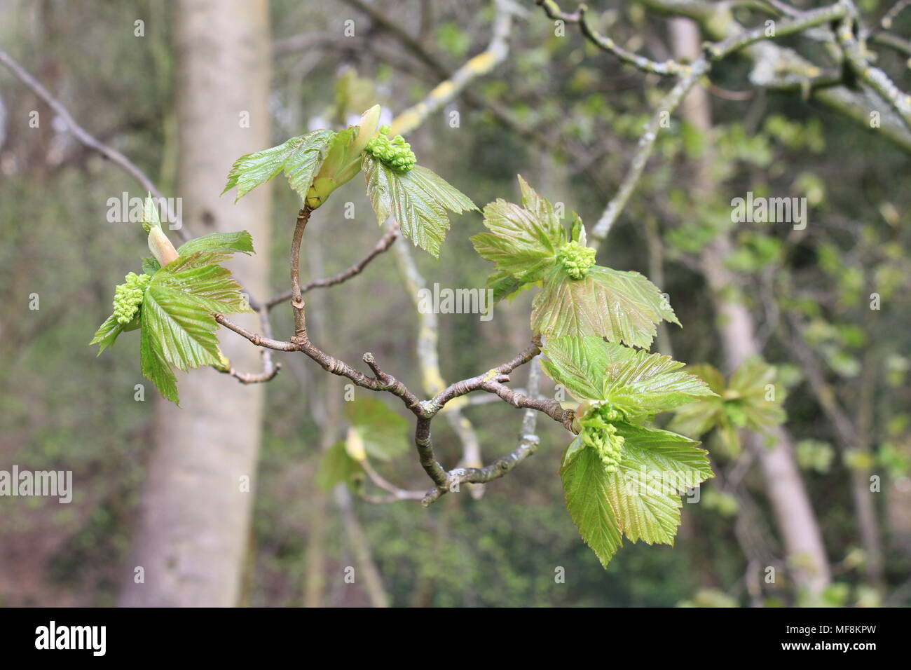 Horse Chestnut leaf buds Stock Photo Alamy