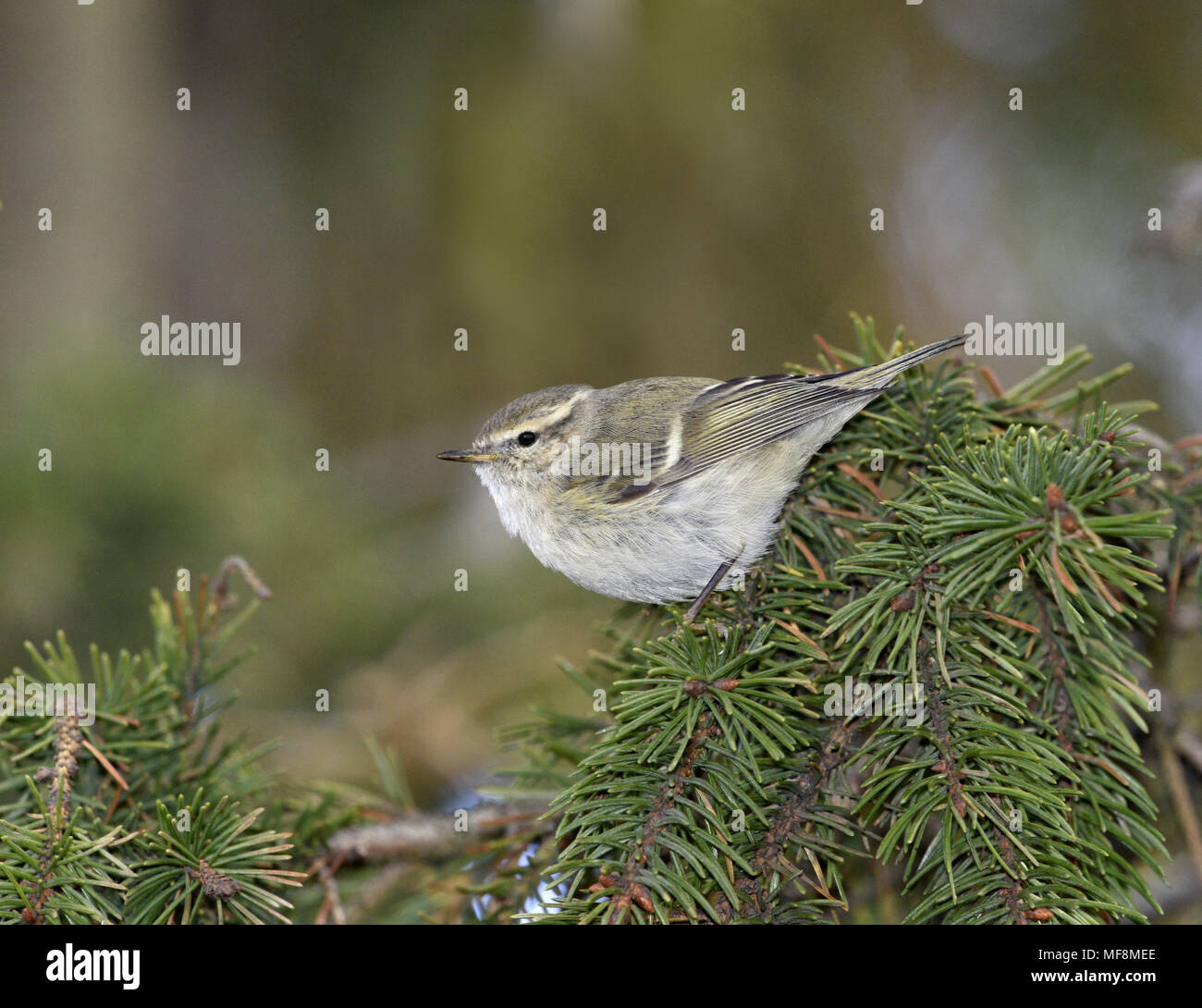 Hume's Leaf-warbler - Phylloscopus humei Stock Photo