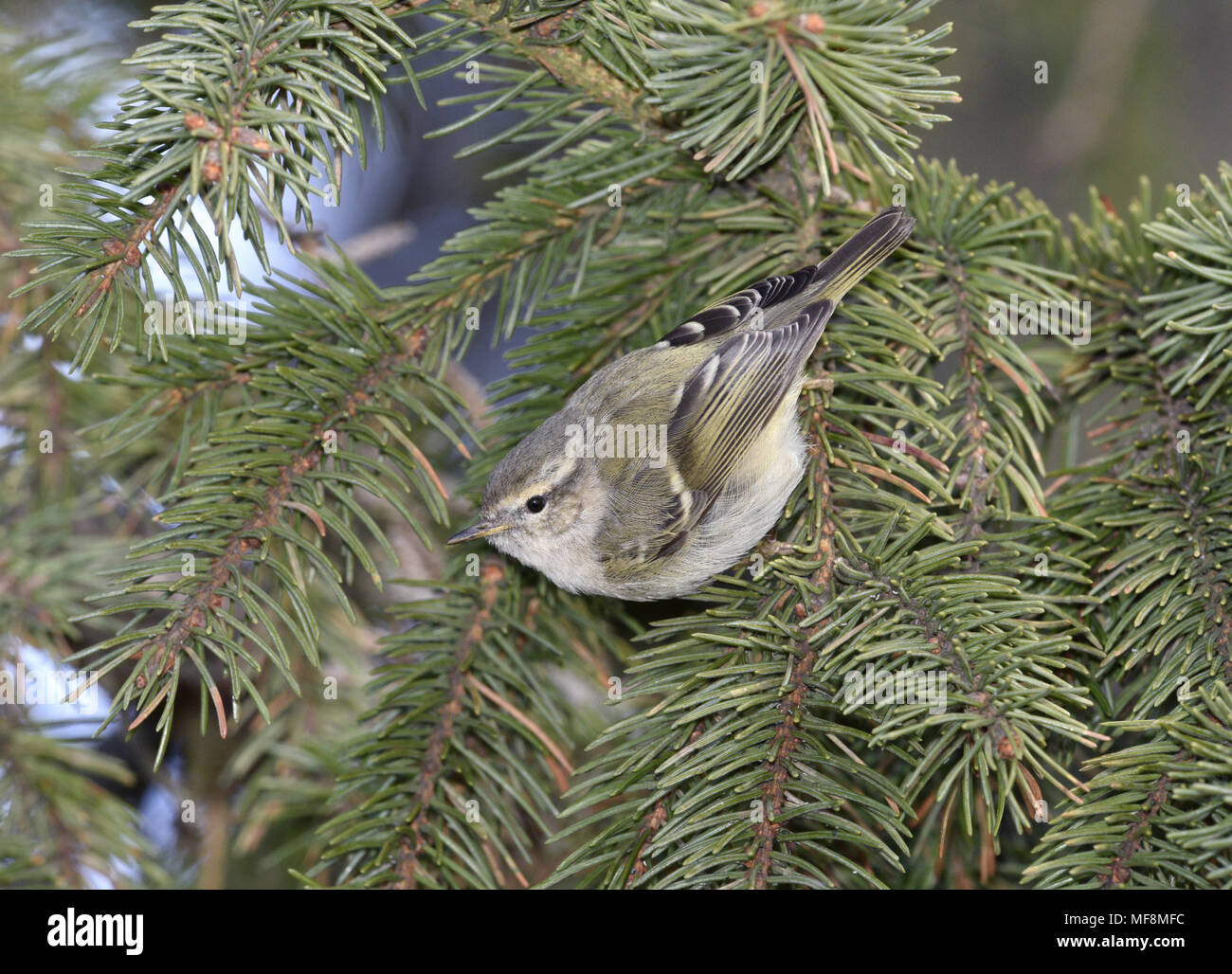 Hume's Leaf-warbler - Phylloscopus humei Stock Photo