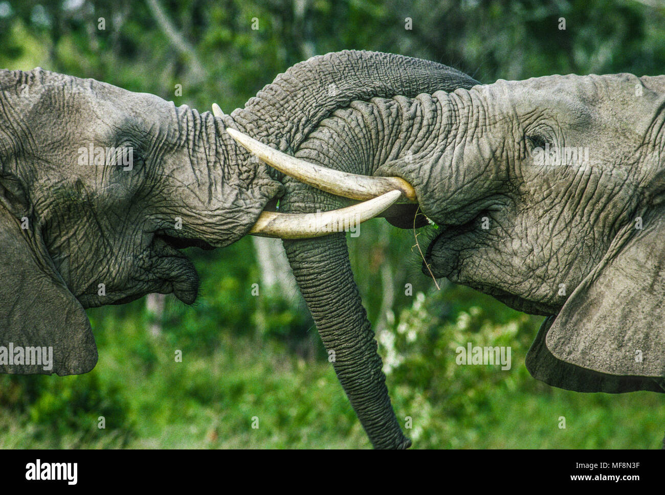 Elephant siblings greeting, part of a family group, Serengeti National Park, Tanzania. as of 2013 Tanzania is losing 70 elephants a day to poaching. Stock Photo