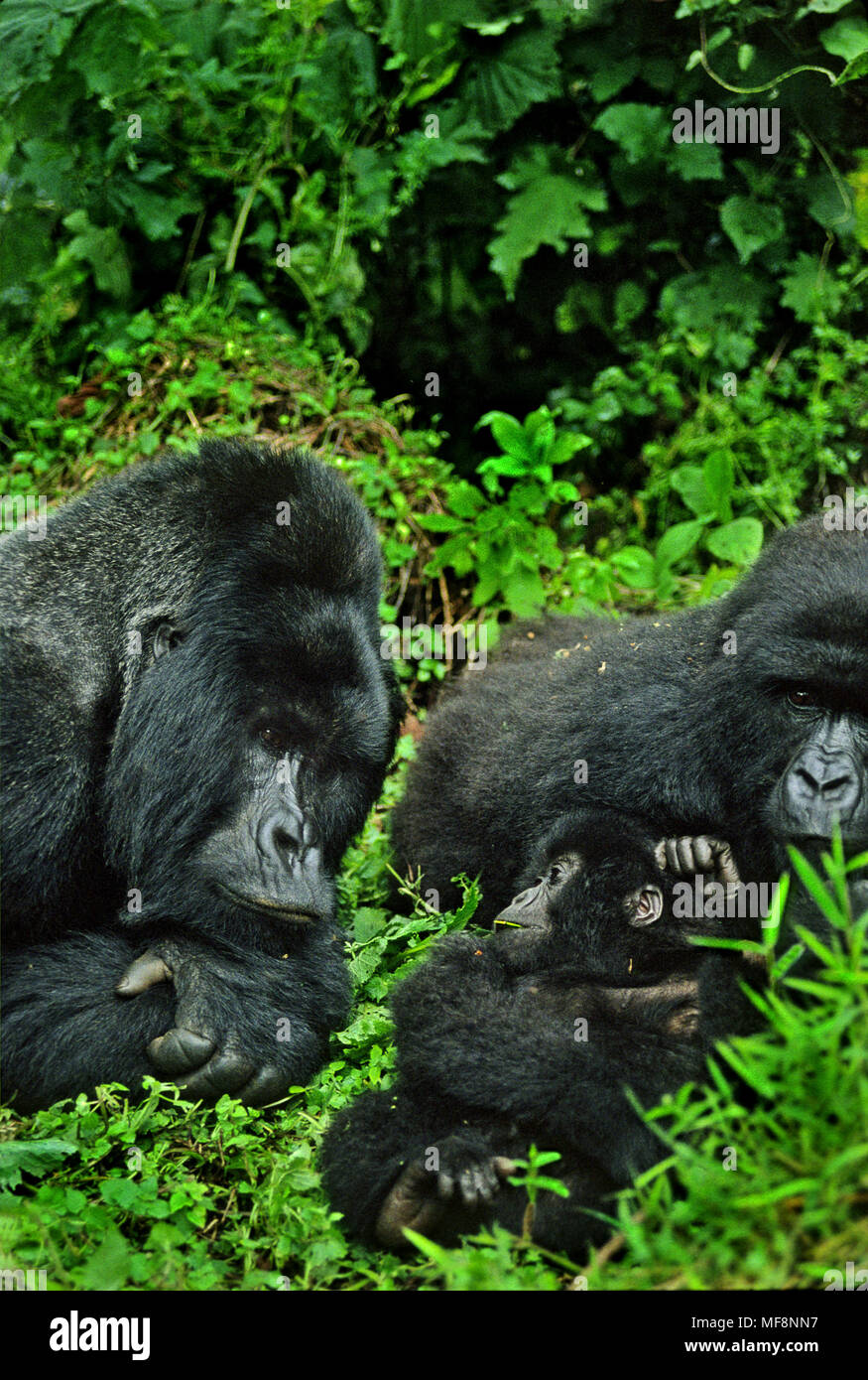 Rugabo, dominant silverback mountain gorilla looks at his youngster; Virunga National Park, DRC. Rugabo was killed by poachers in 1994. Stock Photo