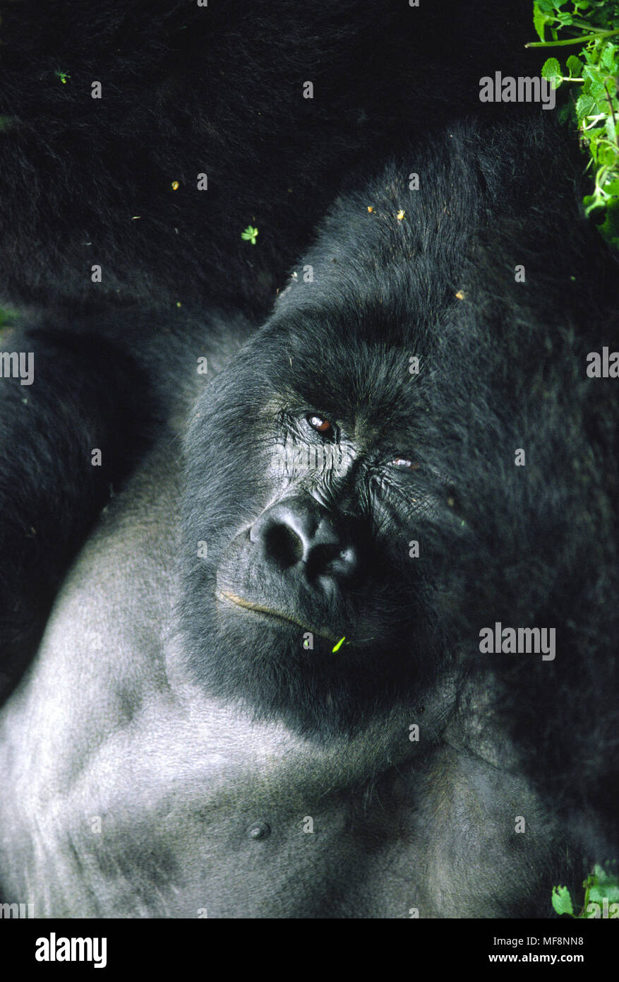Rugabo, dominant silverback mountain gorilla. Virunga National Park, DRC.  Rugabo was killed by poachers in 1994. Stock Photo
