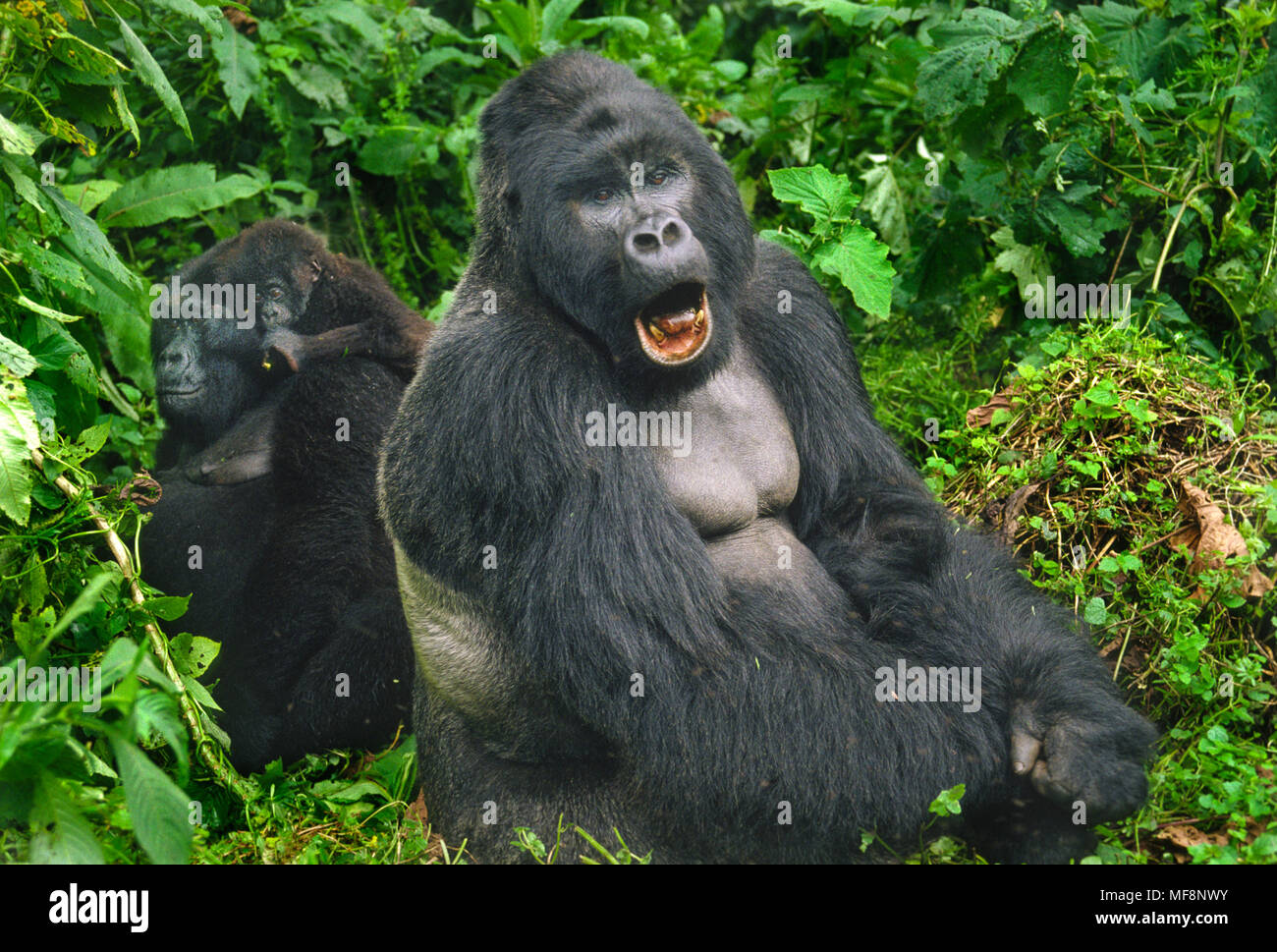 Rugabo yawning, dominant silverback mountain gorilla. Virunga National Park, DRC.  Rugabo was killed by poachers in 1994. Stock Photo