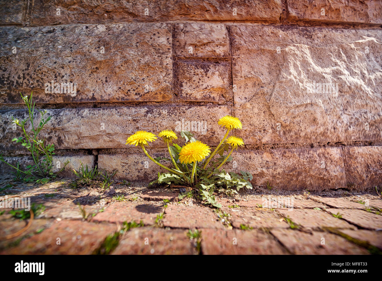 Weeds growing through stone hi-res stock photography and images - Alamy