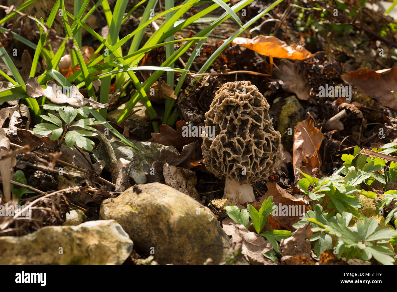 Common morels, Morchella esculenta, true morel an edible sac fungi with