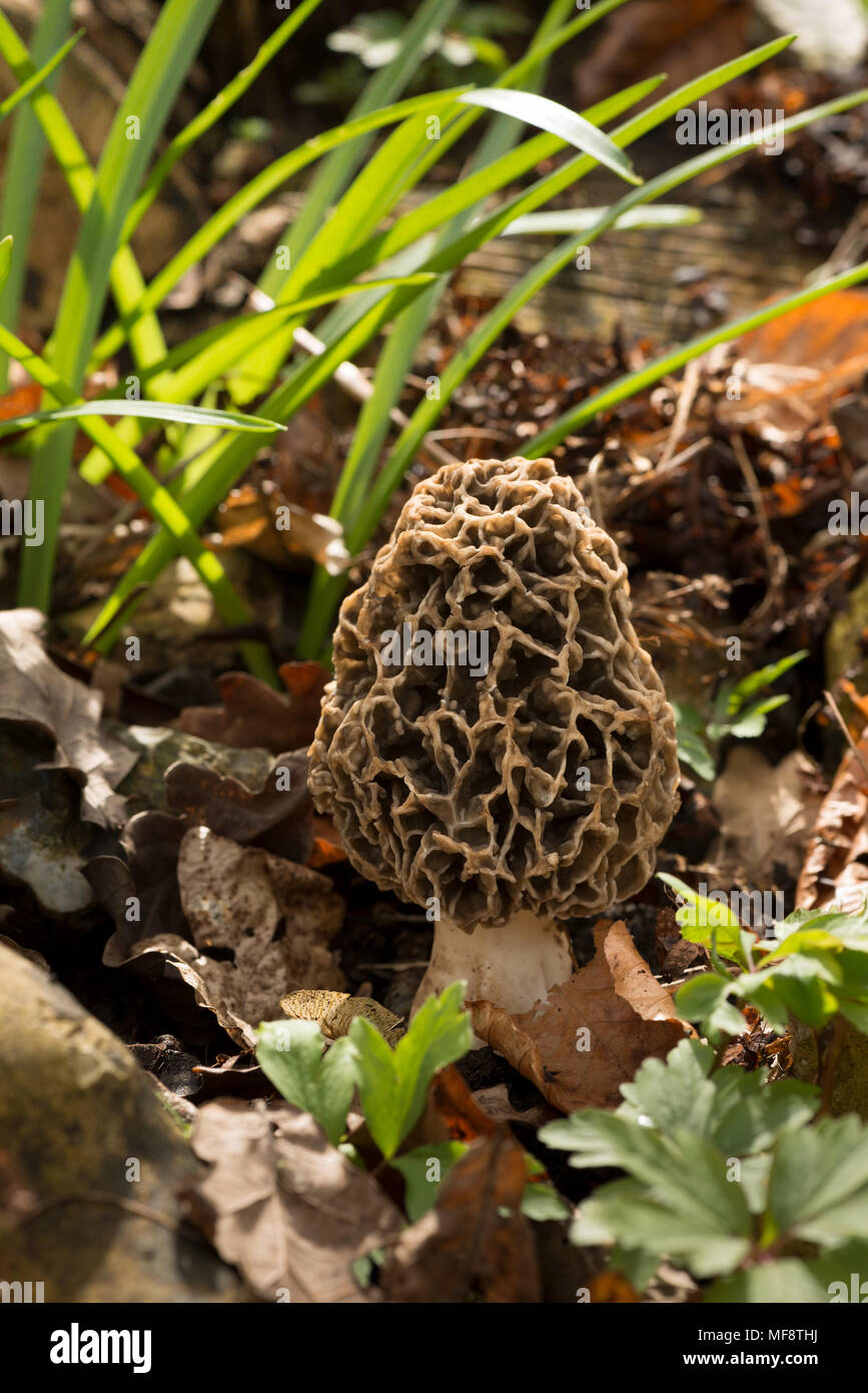 Common morels, Morchella esculenta, true morel an edible sac fungi with