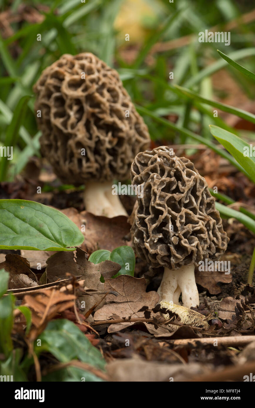 Common morels, Morchella esculenta, true morel an edible sac fungi with