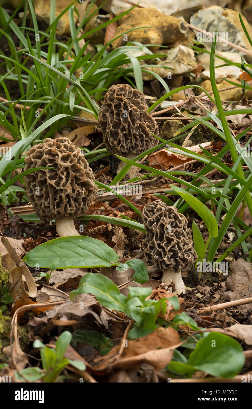 Common morels, Morchella esculenta, true morel an edible sac fungi with