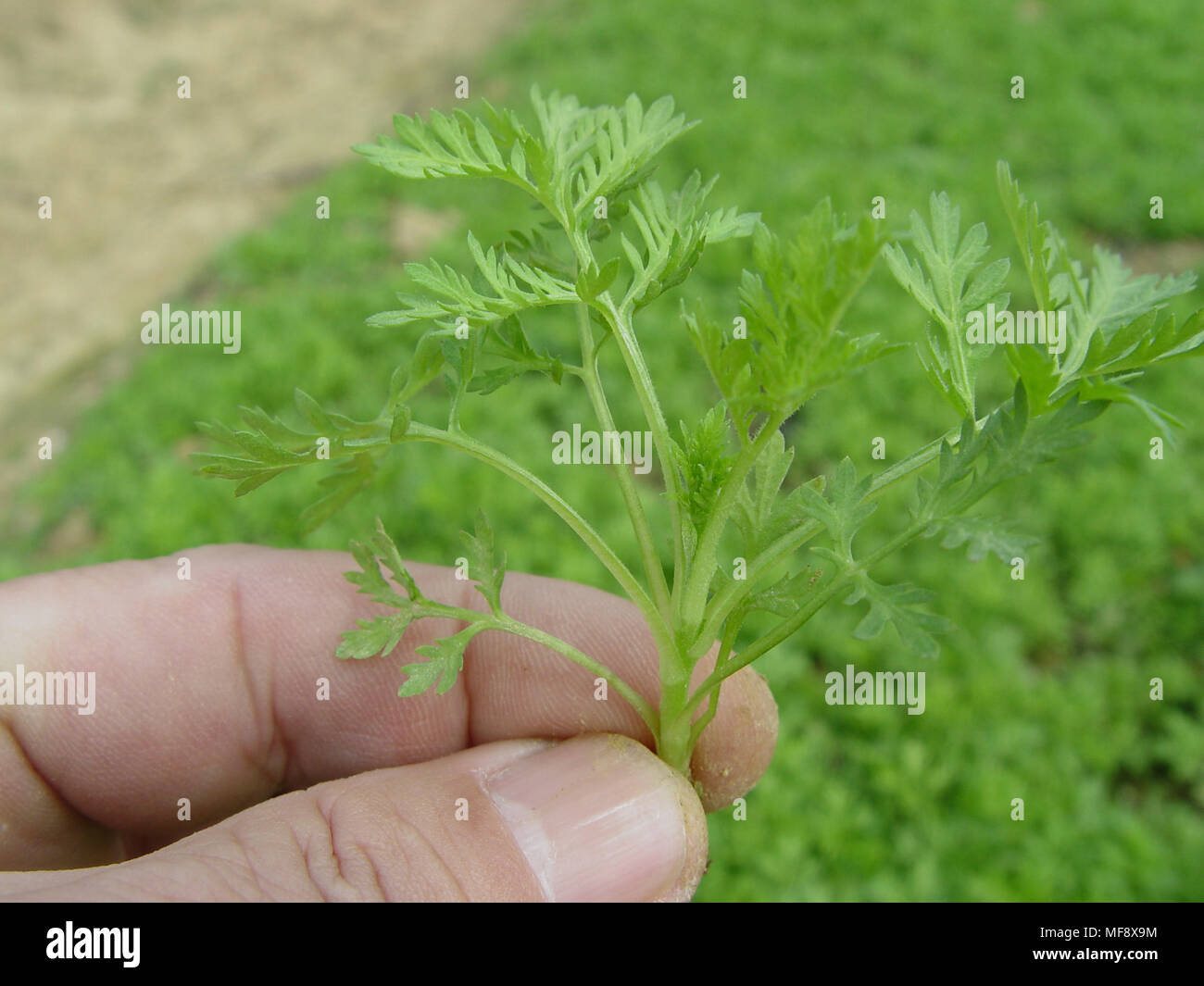 Nairobi. 24th Apr, 2018. This undated photo shows a 45-day-old Artemisia seedling. Credit: Xinhua/Alamy Live News Stock Photo