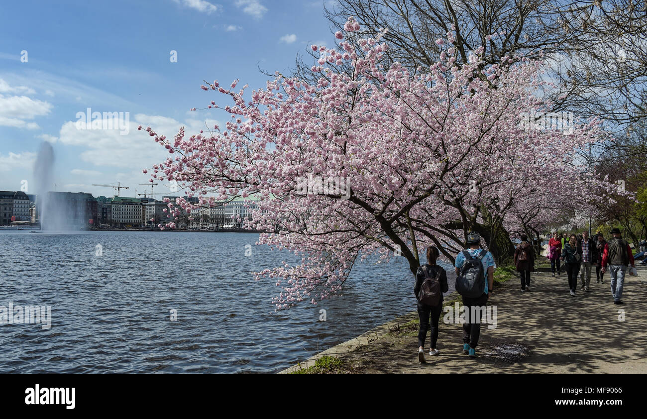 17 April 2018, Germany, Hamburg: Strollers walking beneath blossoming ...
