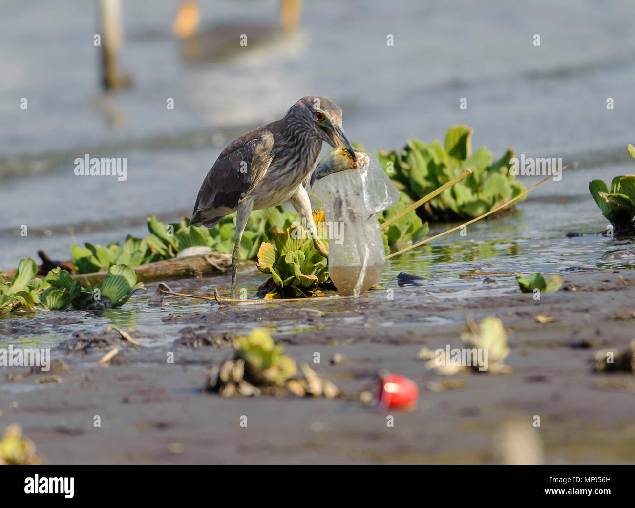 Jocotopec, Jalisco, Mexico, 24 April 2018. In the same week that the largest ever concentration of microplastics is found in the Atlantic Ocean other plastic waste continues to be a life threatening hazard for wildlife everywhere. Here an immature Black-crowned Night Heron (Nycticorax nycticorax) attempts to swallow a plastic bag carelessly discarded with fish inside, Lake Chapala. Consuming the bag is certain death. Most retailer stores and supermarkets in Mexico continue to use plastic bags at checkouts. Peter Llewellyn/Alamy News Stock Photo