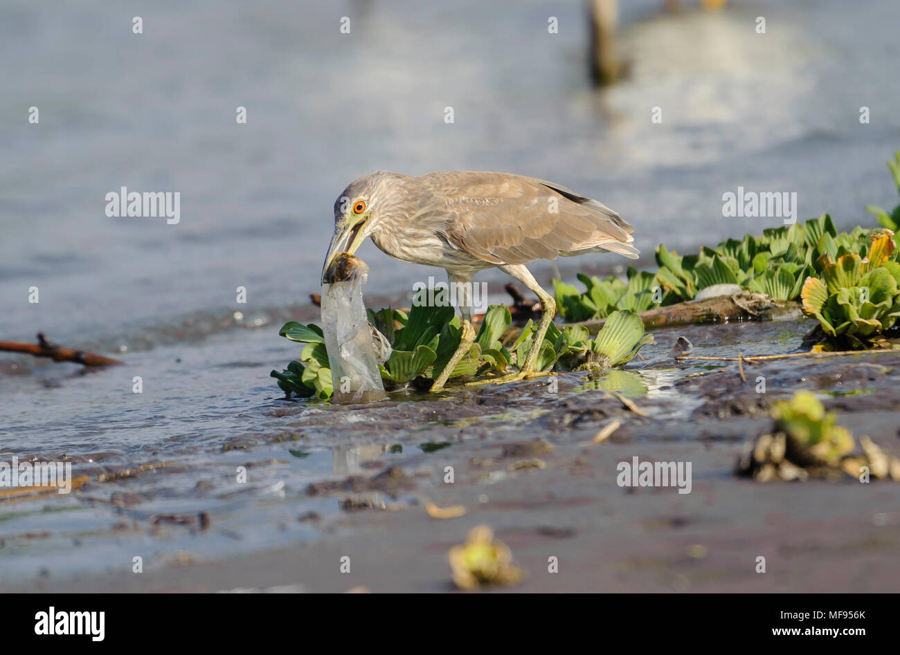 Jocotopec, Jalisco, Mexico, 24 April 2018. In the same week that the largest ever concentration of microplastics is found in the Atlantic Ocean other plastic waste continues to be a life threatening hazard for wildlife everywhere. Here an immature Black-crowned Night Heron (Nycticorax nycticorax) attempts to swallow a plastic bag carelessly discarded with fish inside, Lake Chapala. Consuming the bag is certain death. Most retailer stores and supermarkets in Mexico continue to use plastic bags at checkouts. Peter Llewellyn/Alamy News Stock Photo