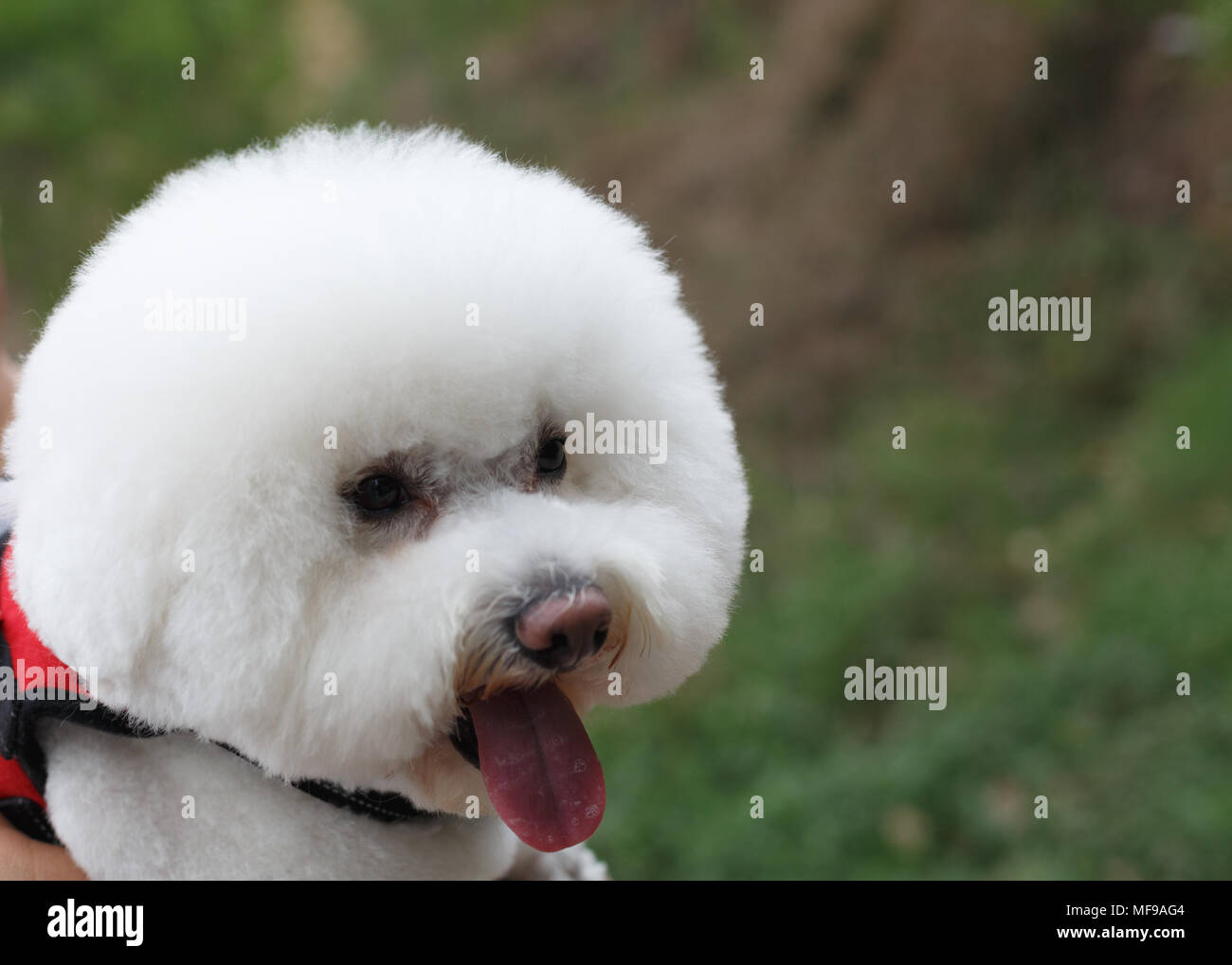 Beagle bichon frise 2025