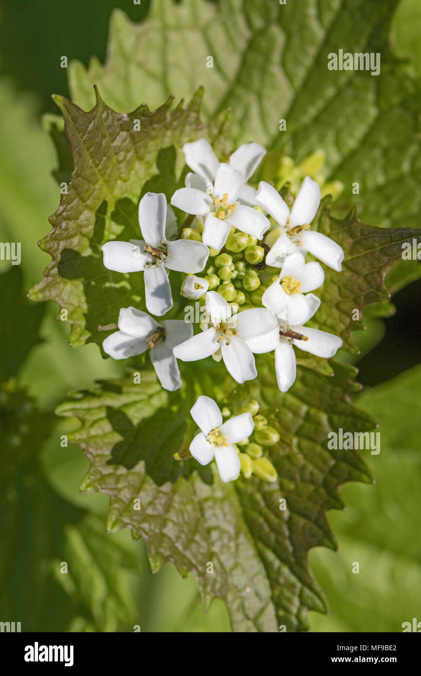 Garlic Mustard  (Alliaria petiolata) Stock Photo