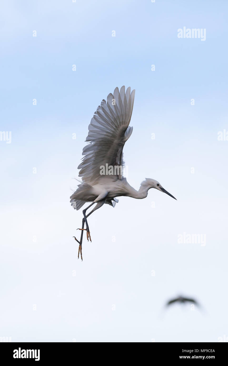 White stork flying in the wild Stock Photo