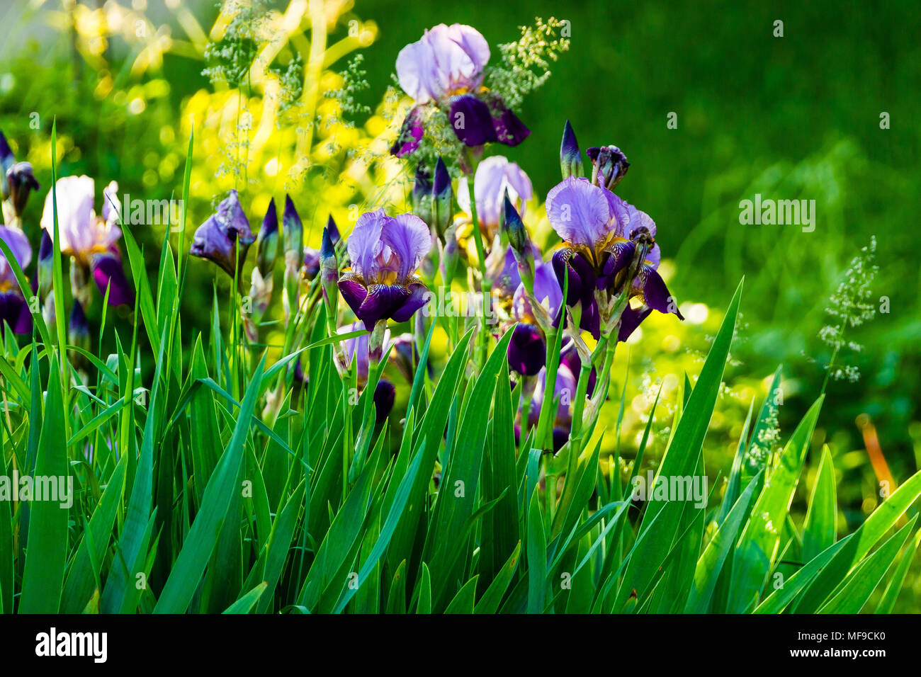 yellow and purple Iris in the early morning sunlight Stock Photo