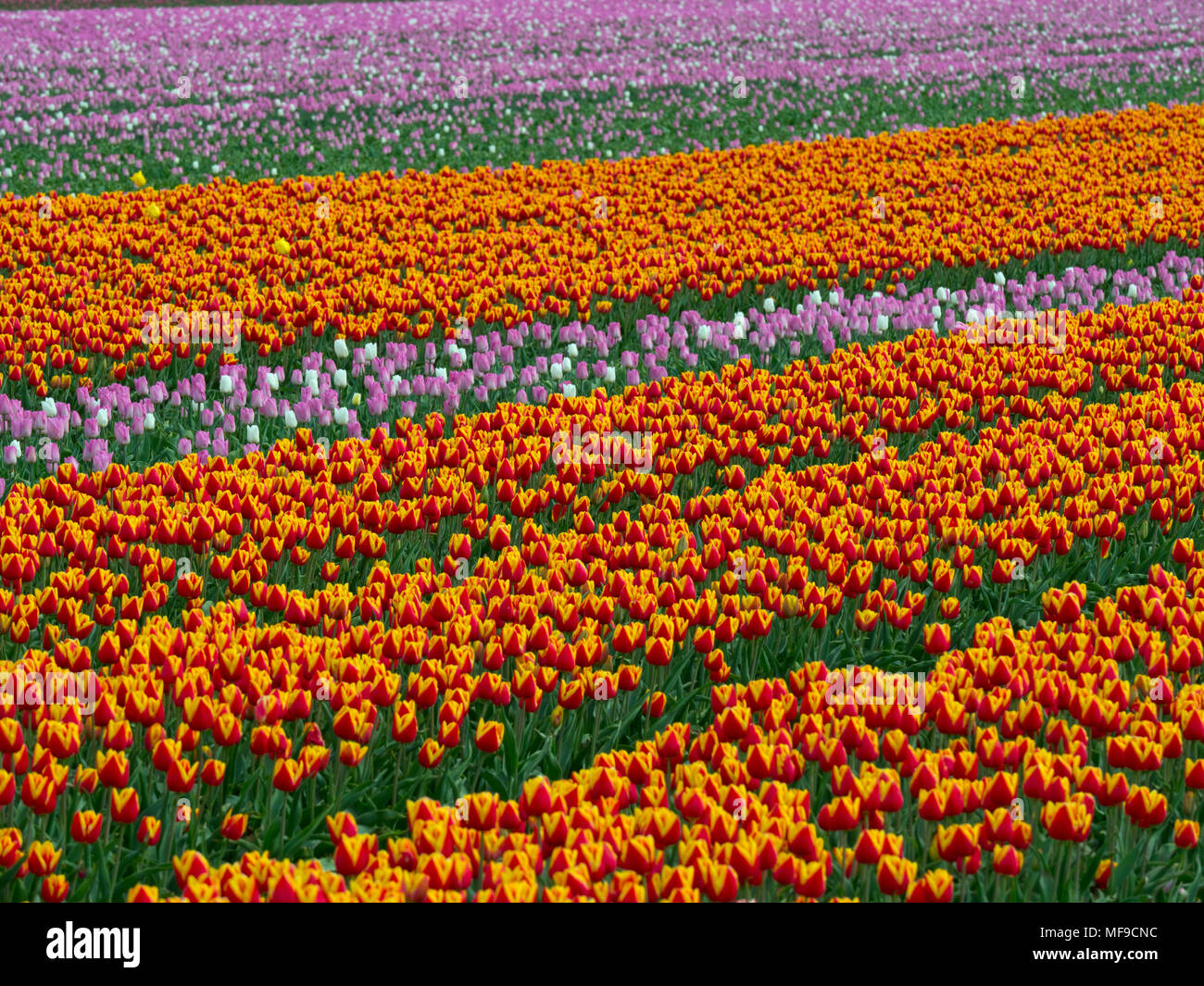 Tulips in flower Near Swaffham in the Norfolk Breckland Stock Photo