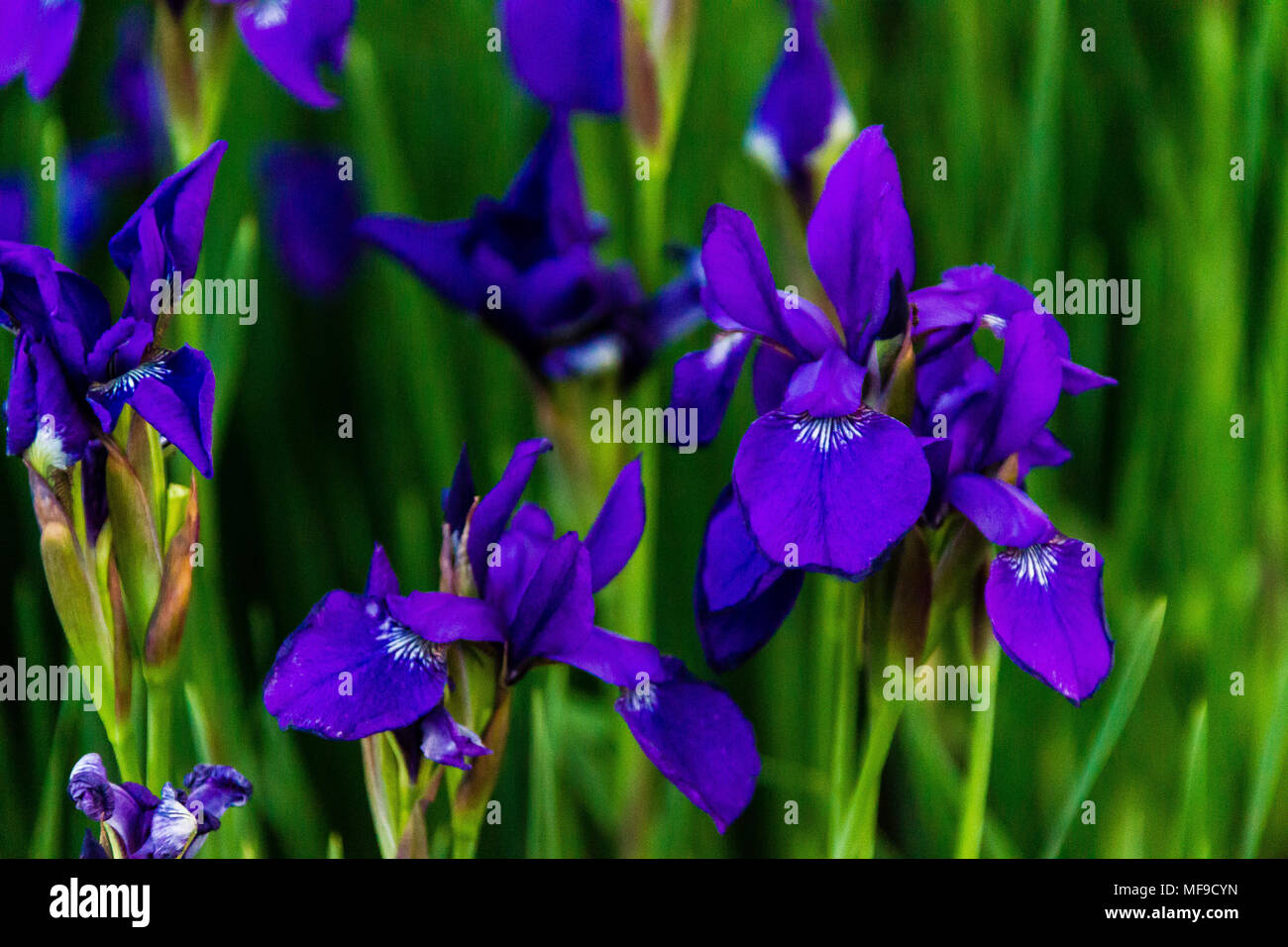 patch of blue iris in the early morning wind Stock Photo