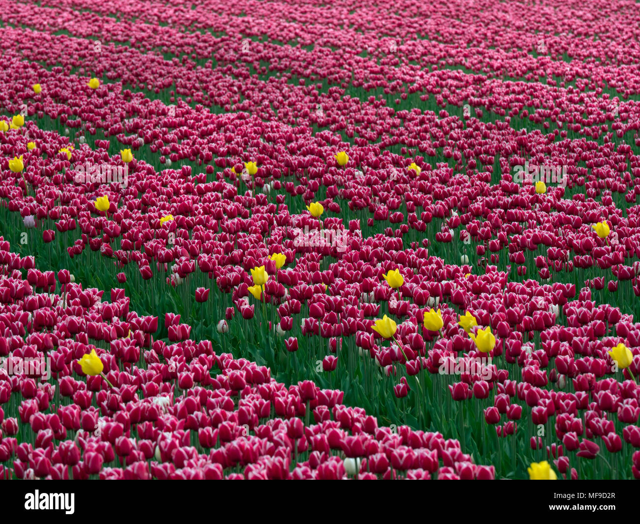 Tulips in flower Near Swaffham in the Norfolk Breckland Stock Photo