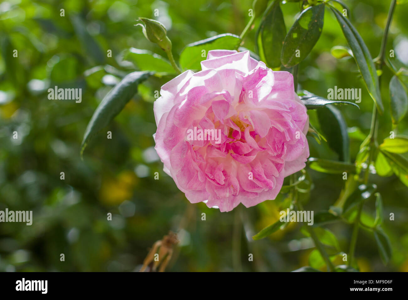 Rosa centifolia, also called cabbage rose, Provence rose or medicinal rose. Pink flowers intensely and sweetly smell. They are edible and curative. Cl Stock Photo