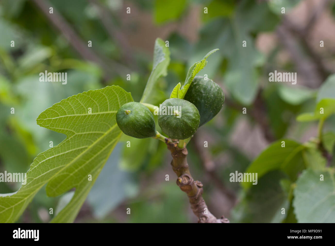 Figs on the branch of a fig tree Stock Photo