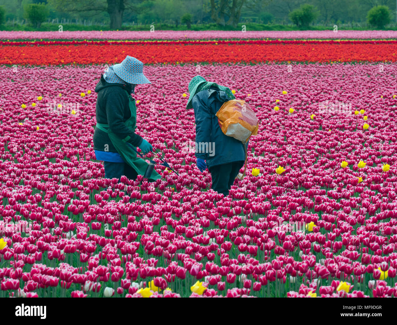 Agricultural workers Tulips in flower Near Swaffham in the Norfolk Breckland Stock Photo