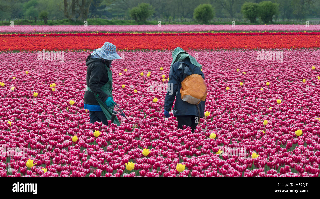 Agricultural workers Tulips in flower Near Swaffham in the Norfolk Breckland Stock Photo