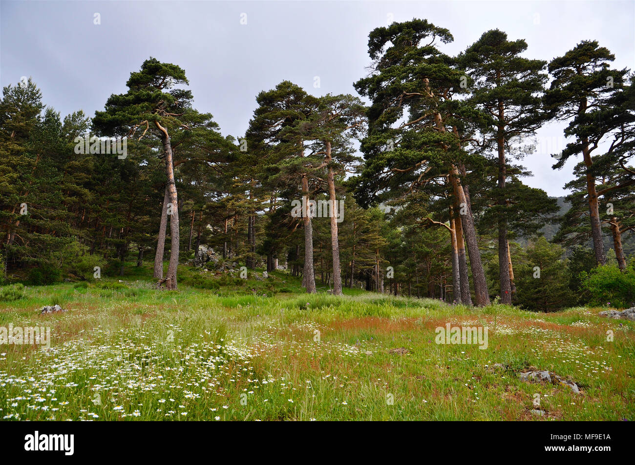 Group of Scots pines (Pinus sylvestris) along a green meadow in Fuenfría Valley (Guadarrama National Park, Comunidad de Madrid, Spain) Stock Photo