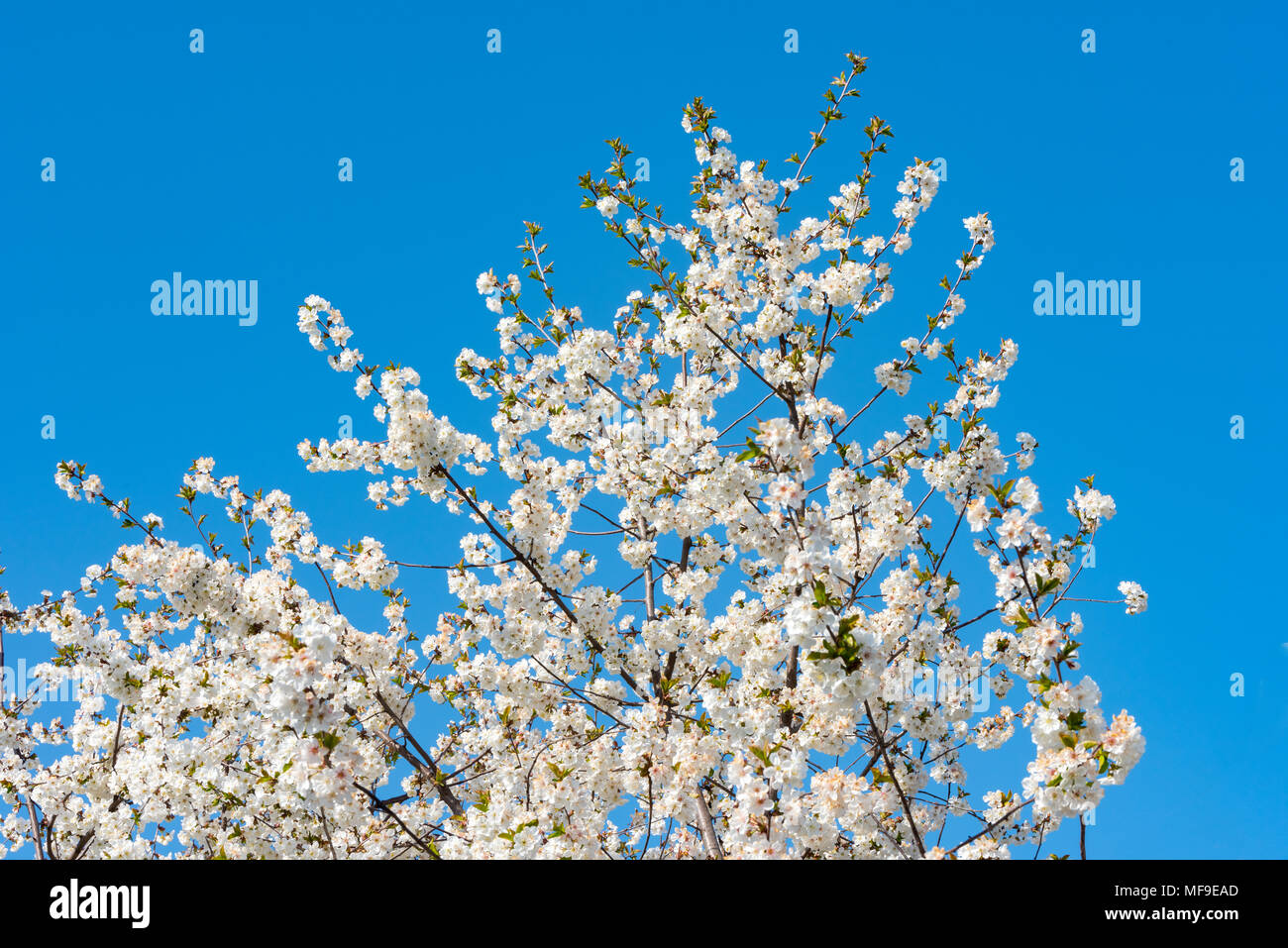 Blooming spring fruit tree Stock Photo