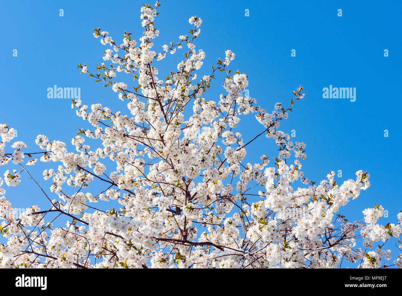 Blooming spring fruit tree Stock Photo