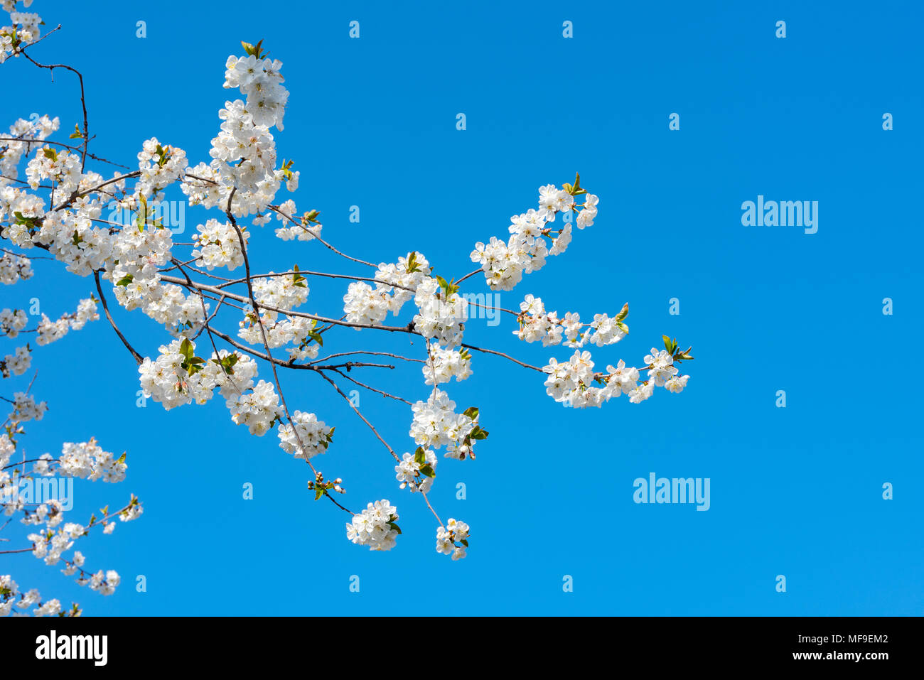 Blooming spring fruit tree Stock Photo