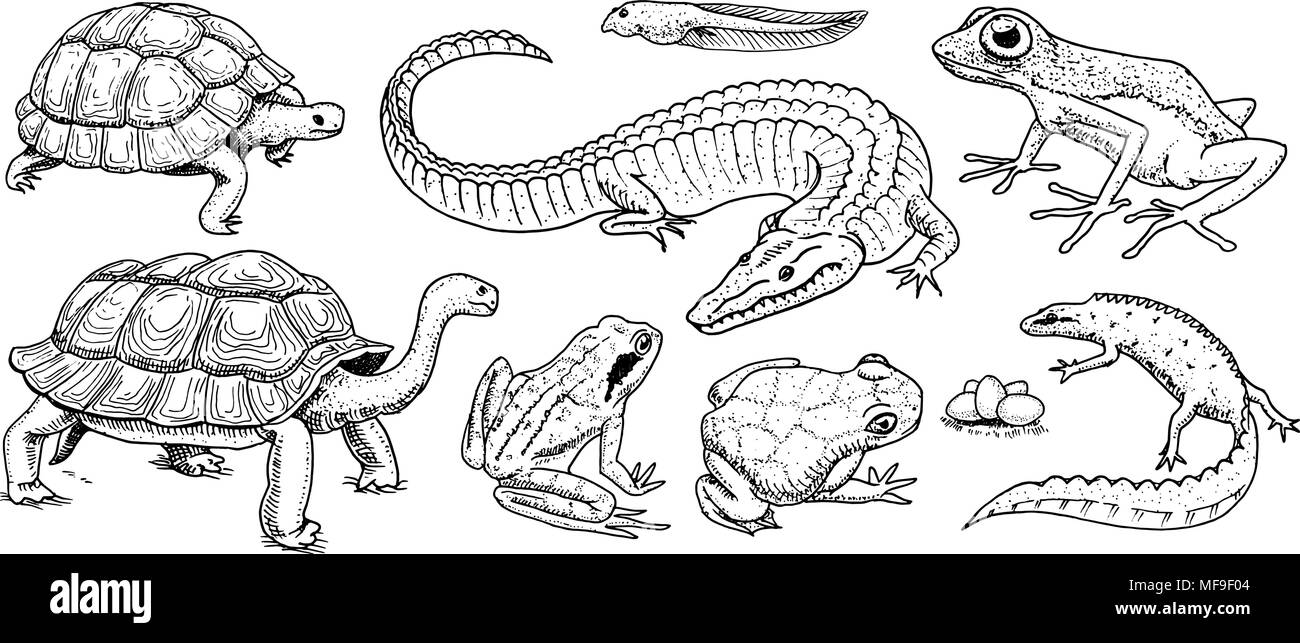 Crocodile and turtle. Reptiles and amphibians set. Pet and tropical animals. Wildlife and Frogs, lizard and turtle, chameleon and anuran Engraved hand drawn in old vintage sketch. Vector illustration. Stock Vector