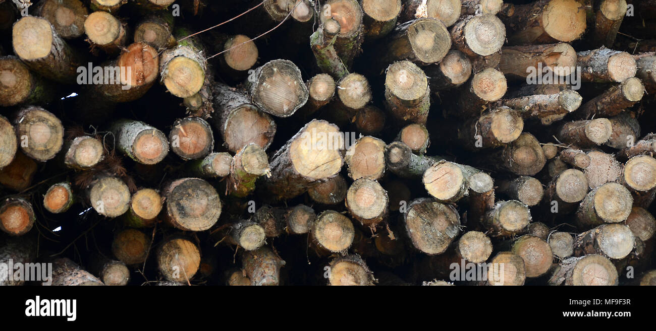 Dalby Forest, yorkshire Stock Photo - Alamy