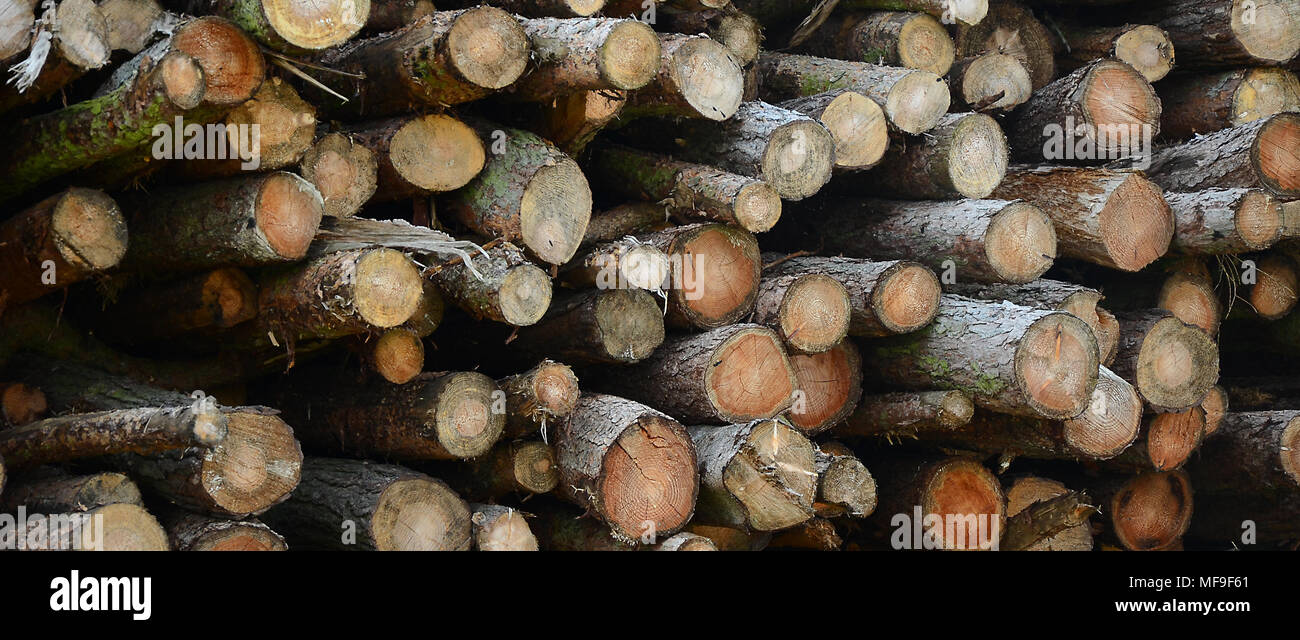trees cut down for lumber Stock Photo