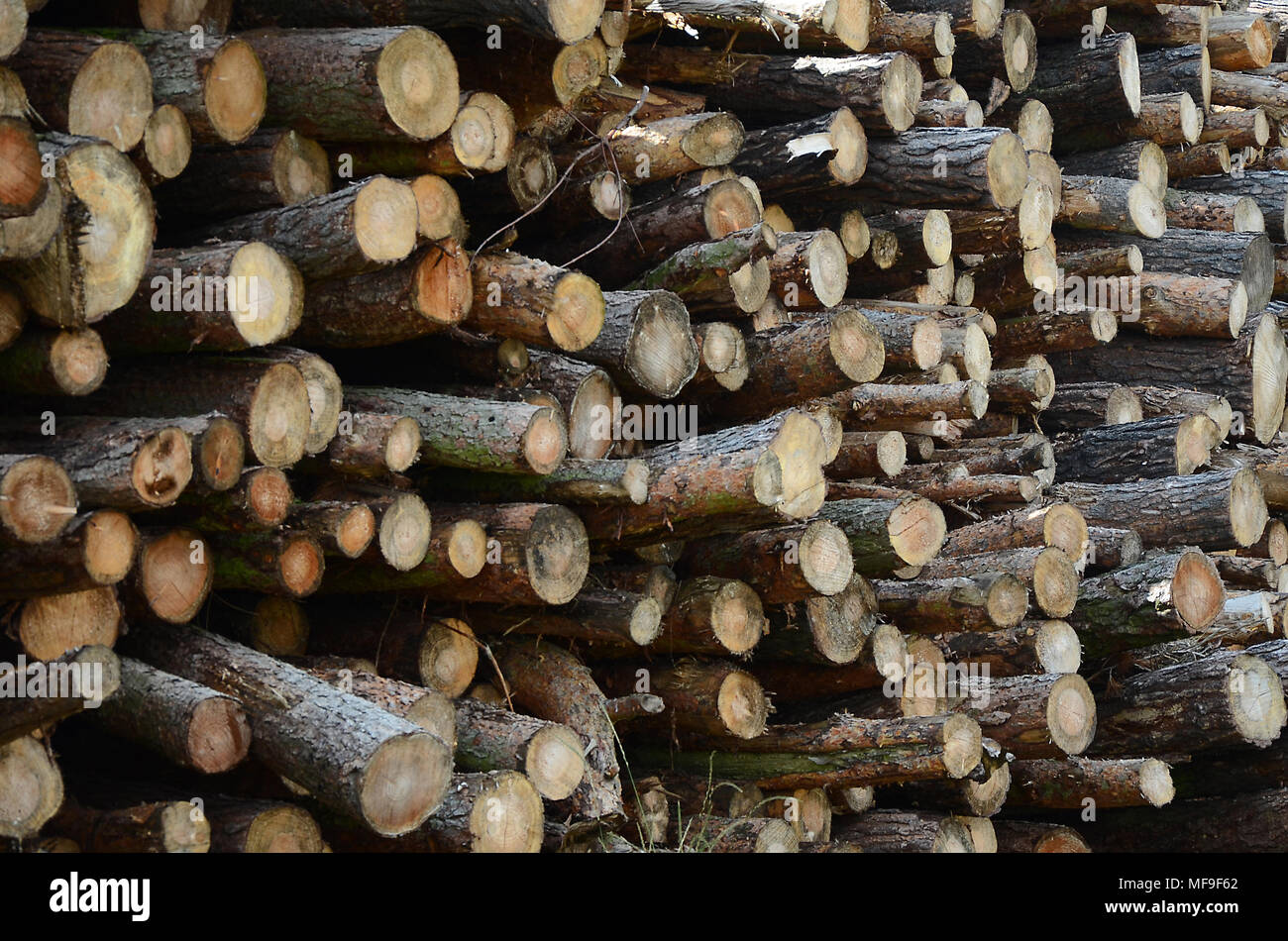 North York Moors National Park in North Yorkshire, commercial forest timber production Stock Photo