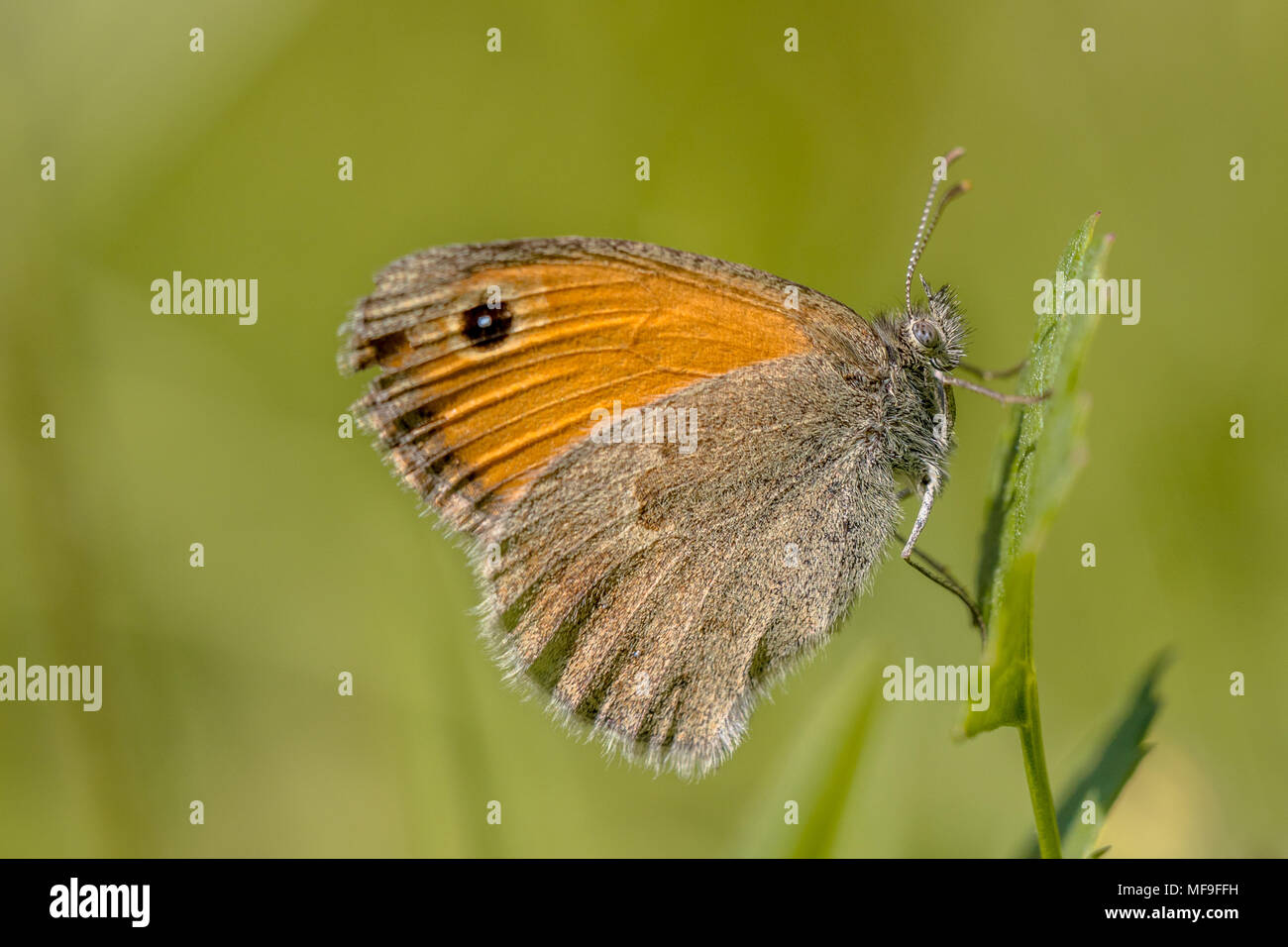 Small heath (Coenonympha pamphilus) butterfly resting on vegetation Stock Photo