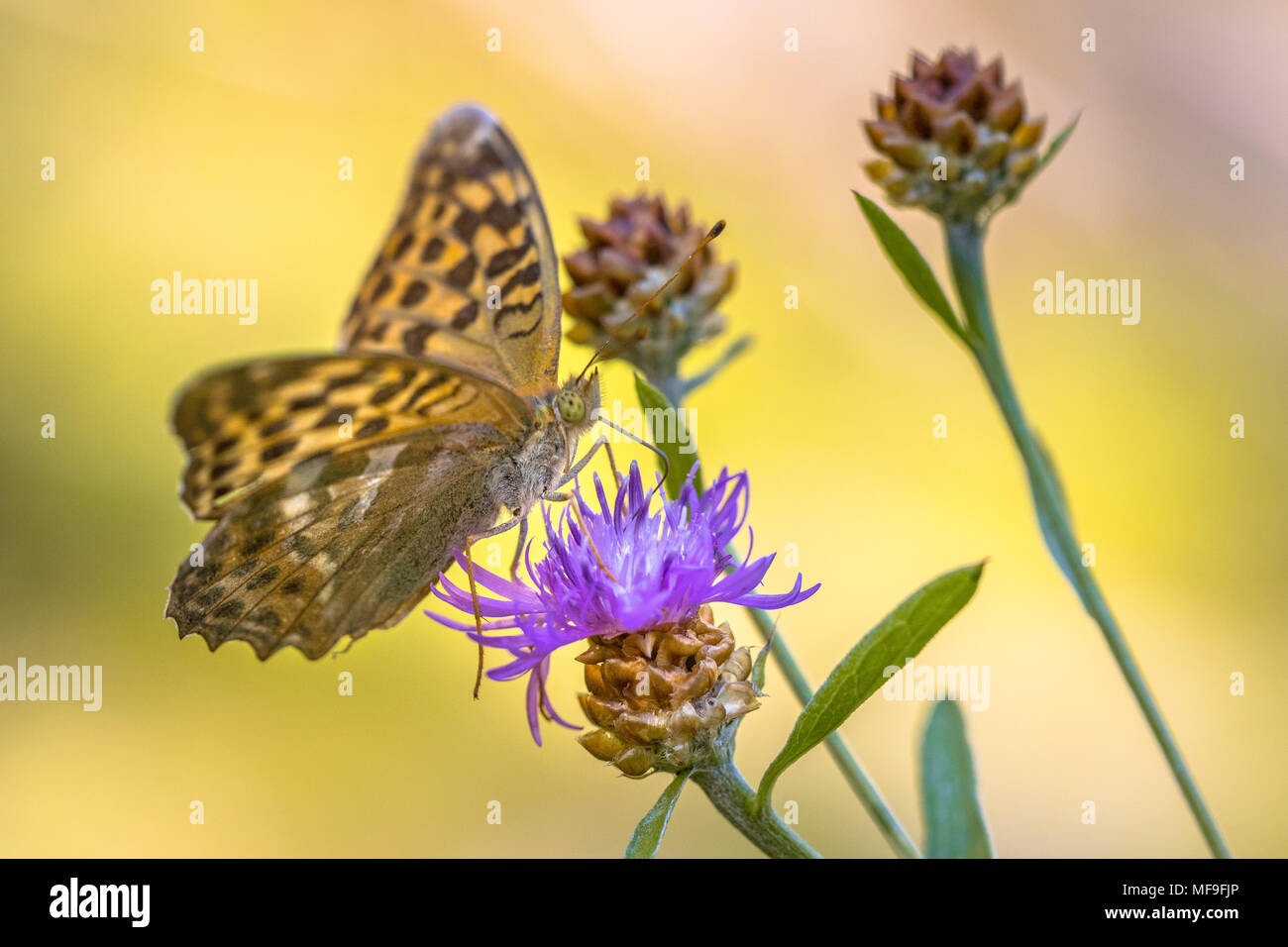 Silver-washed fritillary (Argynnis paphia) butterfly perched on flower of Brown knapweed (Centaurea jacea) with bright colored background Stock Photo
