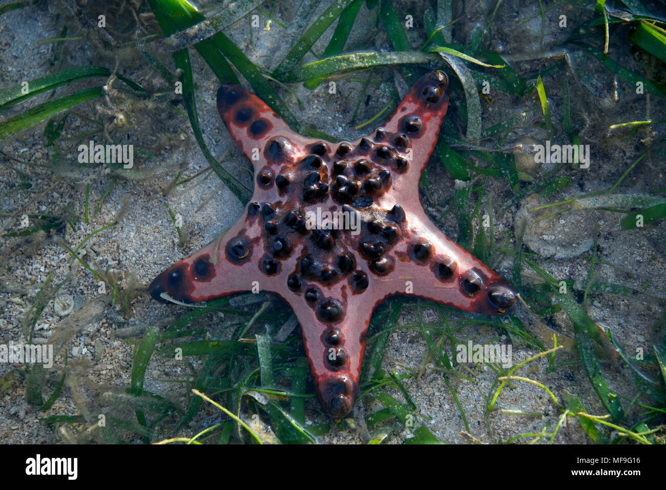 Salt water pink horned starfish Lombok Indonesia Stock Photo