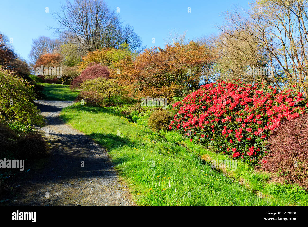 Emerging spring foliage and the flowers of Rhododendron 'Elizabeth; bring colour to the Acer Glade at The Garden House, Buckland Monachorum, Devon, UK Stock Photo