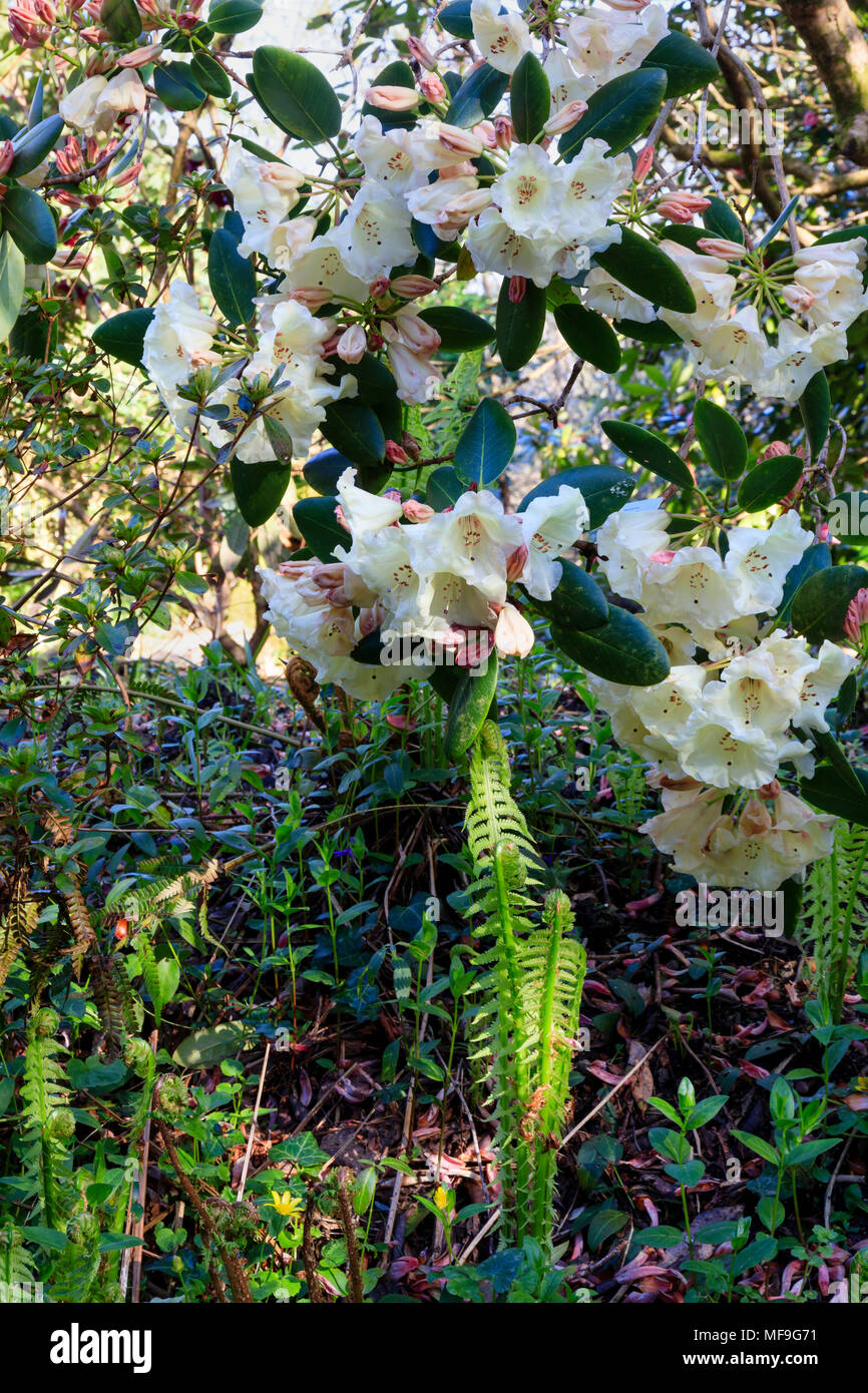 Pale flowers of the Spring blooming Rhododendrom 'Carita Golden Dream' above emerging fern fronds Stock Photo