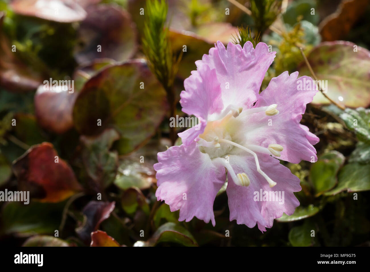 Pink form of the peat garden alpine, Shortia uniflora Stock Photo